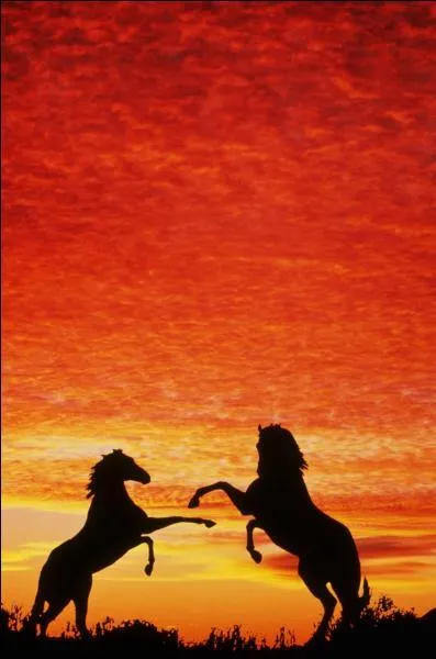 Je suis une race amricaine qui a le poil tout fris, je suis ...