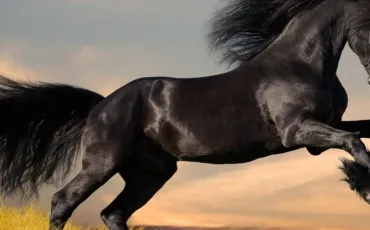 Quiz Galop 2