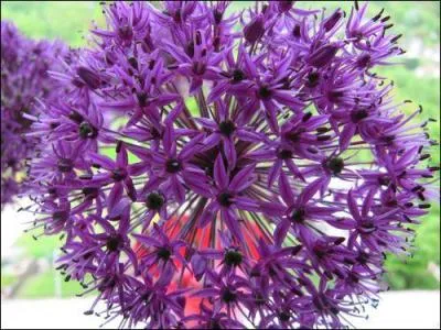 Comme elles sont jolies, mais qu'est-ce ?