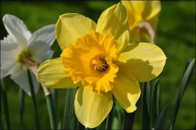 Une belle couleur lumineuse, mais qu'est-ce ?