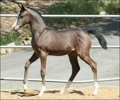 Combien de temps possde le pas ?
