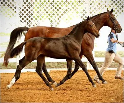 A quelle allure vont-ils ?