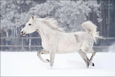 Combien de temps a le trot ?