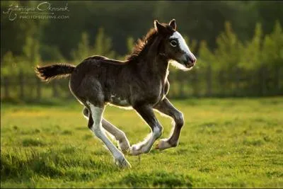 Combien de temps a le galop ?