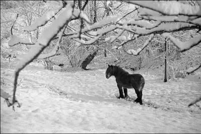 Selon la temprature, le cheval peut rester au pr en hiver, Que devez-vous toucher pour savoir si votre cheval a froid ?