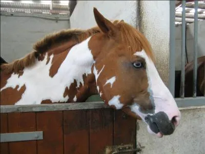 De quelle couleur sont les naseaux de ce cheval ?