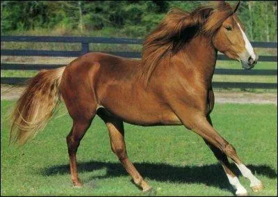 Quelle est la robe de ce cheval ?