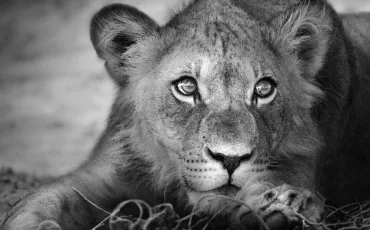 Quiz Animaux bizarres