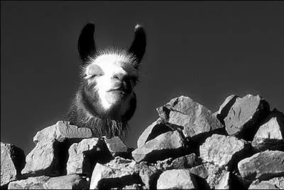 A-t-on vu un lama prendre le tramway ?