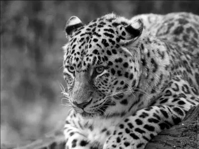 A-t-on vu un lopard semer la panique en Inde aprs tre parvenu  entrer dans un hpital, un cinma et un immeuble ?