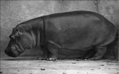 A-t-on vu un homme nain, sautant d'un trampoline, tomber dans la gueule ouverte d'un hippopotame et se faire avaler ?
