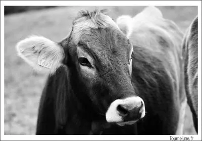 A-t-on vu la naissance d'un veau  deux ttes au Maroc ?