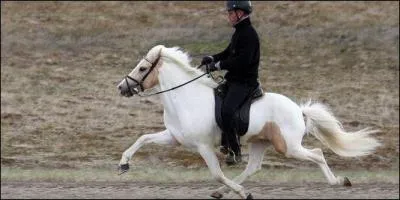 Quel cheval pratique l'amble ?