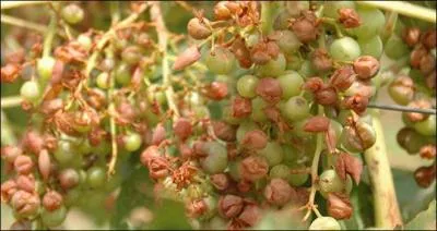 Il a grl ce matin. Moins de deux minutes ...  anantir la rcolte.