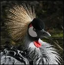 Elle est fire, couronne. Lors de la parade amoureuse, elle danse, saute, salue. On l'appelle :