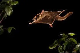 Le phalanger volant, ou  sugar glider  en anglais, est un petit opossum planeur d'Ocanie. Ses moeurs sont principalement :