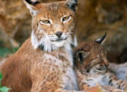 Quiz Le lynx boral