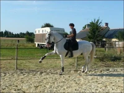 On dit que ce cheval effectue ...