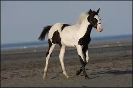 Pour finir : On dit que ce cheval est ...