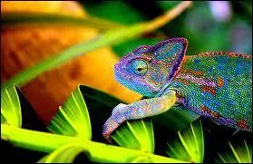 Le camlon est un animal qui vit en couple durant toute sa vie, il n'est pas trs territorial et, quand l'occasion se prsente, il change de partenaire.