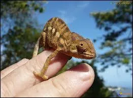 Quelle est son esprance de vie ?