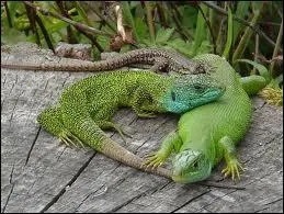 Les Chamaeleonidae sont une famille de lzards, elle contient prs de ... espces. Cette famille est divise en ... sous-famille(s).