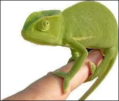 Les doigts de ce reptile sont rassembls en deux groupes opposs, pourquoi sont-ils disposs comme cela ?