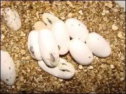 La femelle camlon pond de ...   oeufs par an, aprs une tape d'accouchement d' peu prs ... jours.