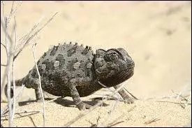 Que signifie la couleur sombre chez un camlon ?