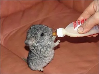 Et sur celle-ci, un bb chinchilla !