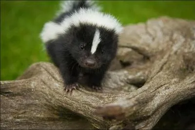 Vous le reconnaissez, c'est un bb panda !