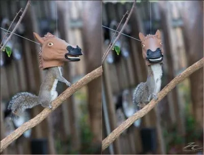 On vient de dcouvrir une nouvelle espce, l'quinocureuil !