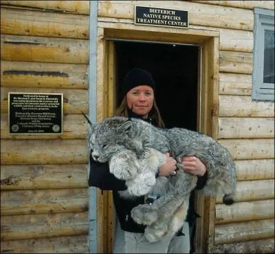 Dans ses bras, cette personne porte un lynx !