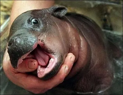 Cet animal est un jeune hippopotame nain, ou pygme !