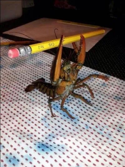 Vous le connaissez srement, c'est l'une des trs nombreuses espces de crabes !