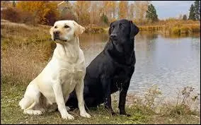 De quelle race sont ces deux chiens ?