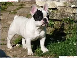 De quelle race s'agit-il ?