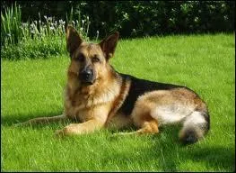 Comment s'appelle cette race de chien ?