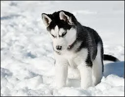 Comment s'appelle cette race de chien ?