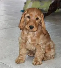 Comment s'appelle cette race de chien ?