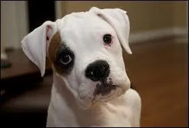 Comment s'appelle cette race de chien ?