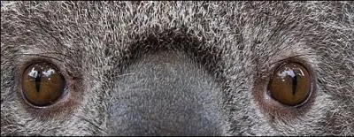 Quel est cet animal au regard curieux ?