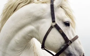 Quiz Galop 2