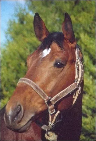 Comment s'appelle l'en-tte de ce cheval ?