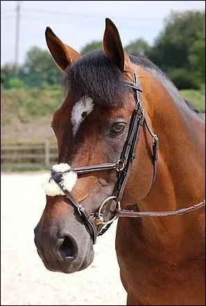 Comment s'appelle ce filet ?