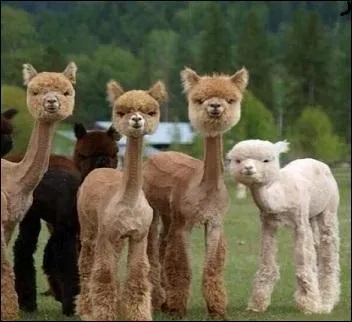 Mais alors,  d'autres moments ------------, il ne peut vraiment pas se retenir ! Smiley : - '