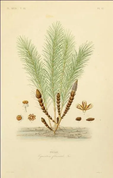 Quel est le nom donn  cette petite fougre qui peut reminraliser les os ?