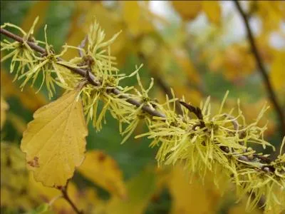 De quelle rgion du monde proviennent la plupart des varits d'hamamlis (des arbustes trs riches en tannin) ?