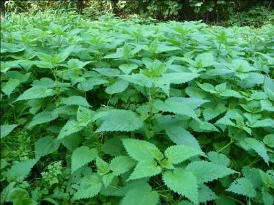 Ses feuilles sont toutes velues, et on en tire un purin pour le potager. Il s'agit :