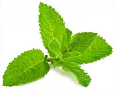 Pour quelle raison la menthe poivre est-elle utilise ?